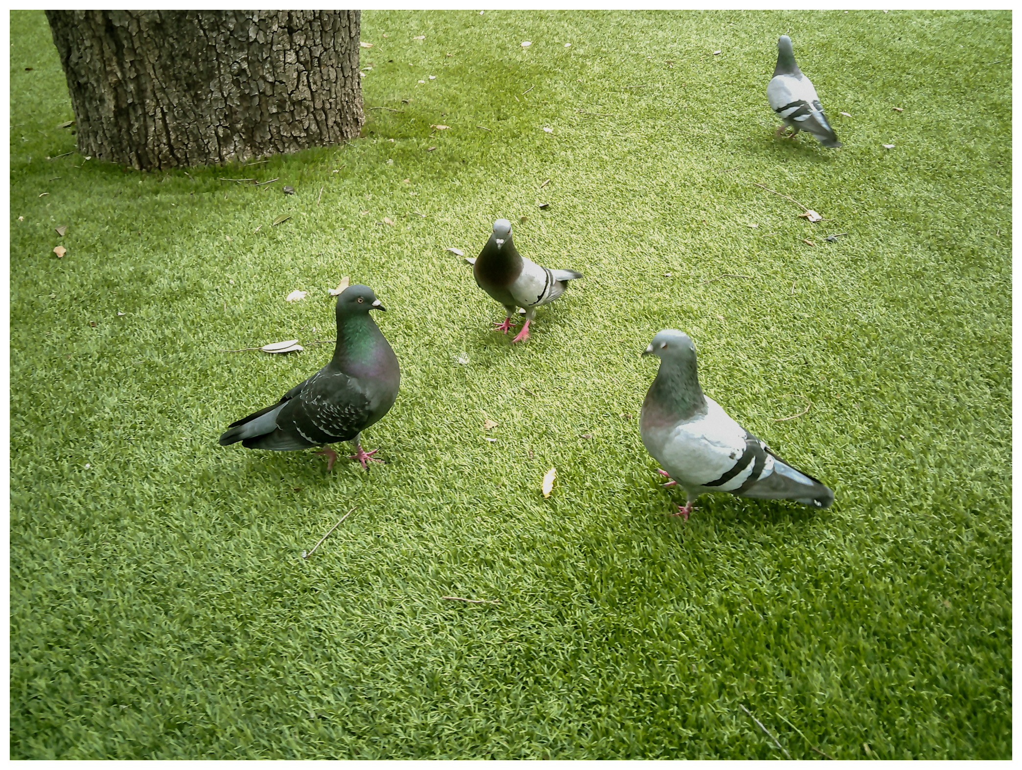 Pigeons